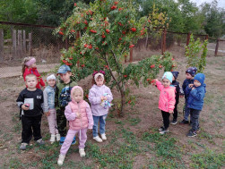 Наблюдение за рябиной.
